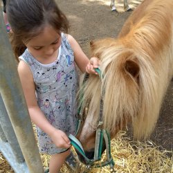 Tom beim Aufhalftern