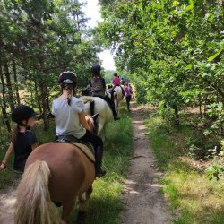 Ausritt durch den Wald